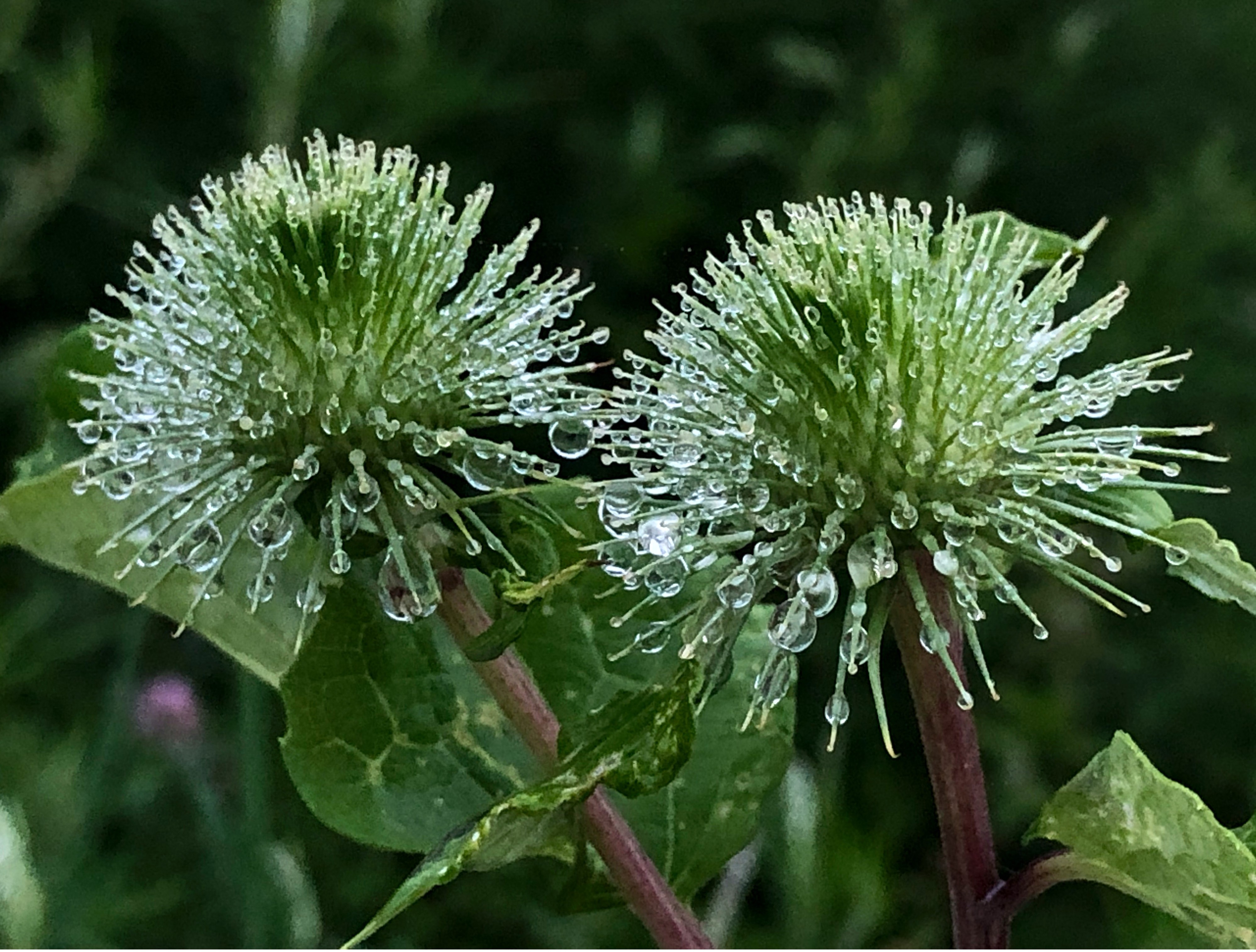 《晶莹剔透》